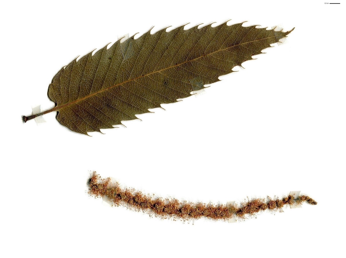 Castanea sativa (Fagaceae)